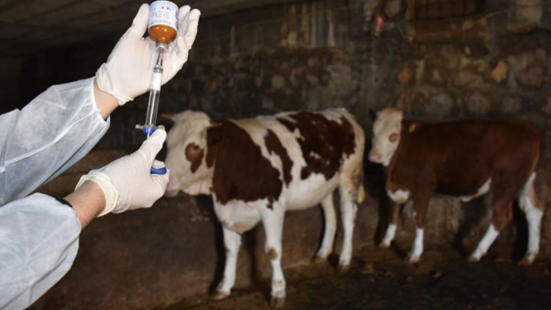 Bakan Yumaklı: Yetiştiricilerden aşı ve kimliklendirme ücreti alınmayacak