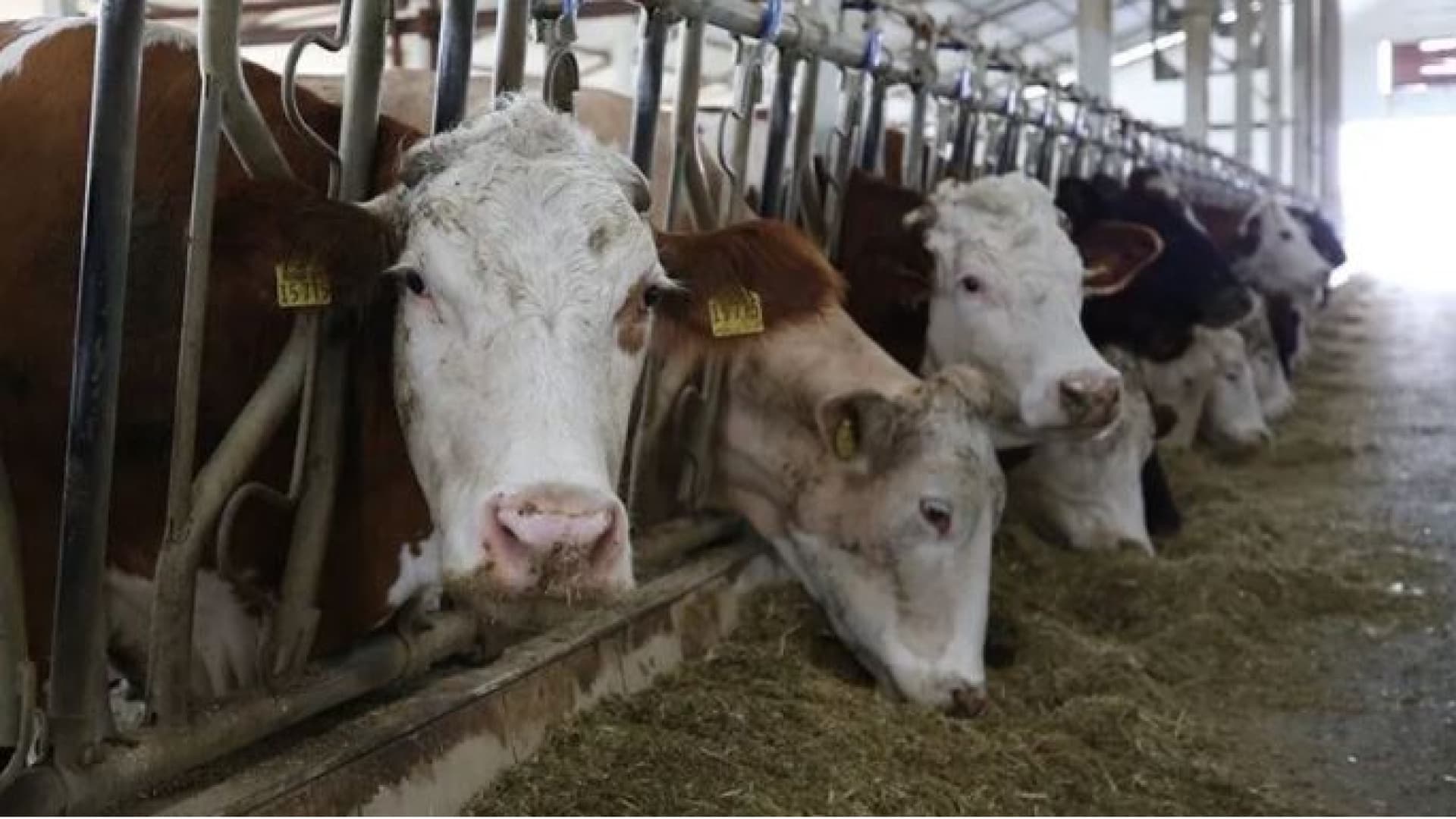 UKON: Besilik hayvan fiyatları maliyet gerçekliğinden kopuk yükseliyor