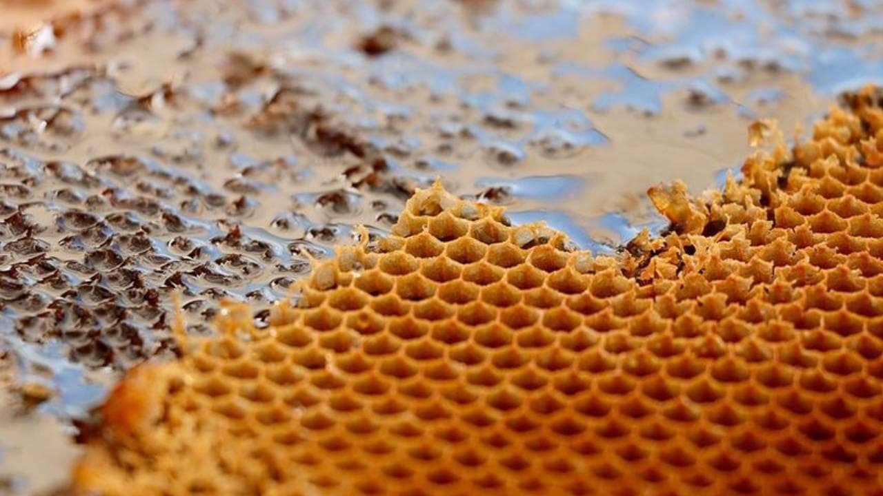 Türkiye, 9 ayda 39 ülkeye 5 bin 139 ton bal ihraç etti