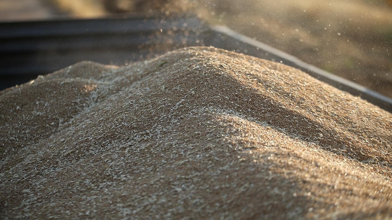 TİGEM, 4 bin 427 ton mahsul buğdayı açık artırmayla satacak