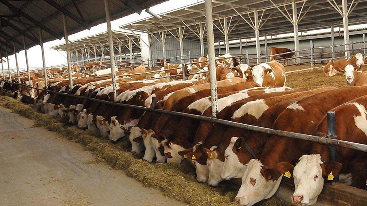 2027’de 480 bin baş besilik erkek sığır ithalatı planlanıyor