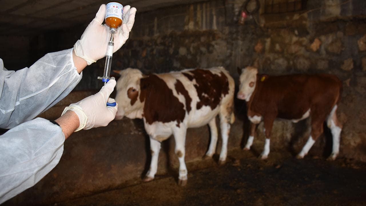 Bakan Yumaklı: Yetiştiricilerden aşı ve kimliklendirme ücreti alınmayacak