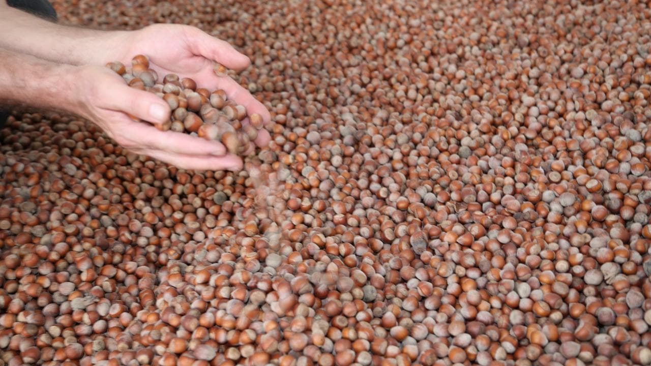 Ticaret Bakanlığı, Ordu ve Giresun’daki fındık borsalarını denetliyor