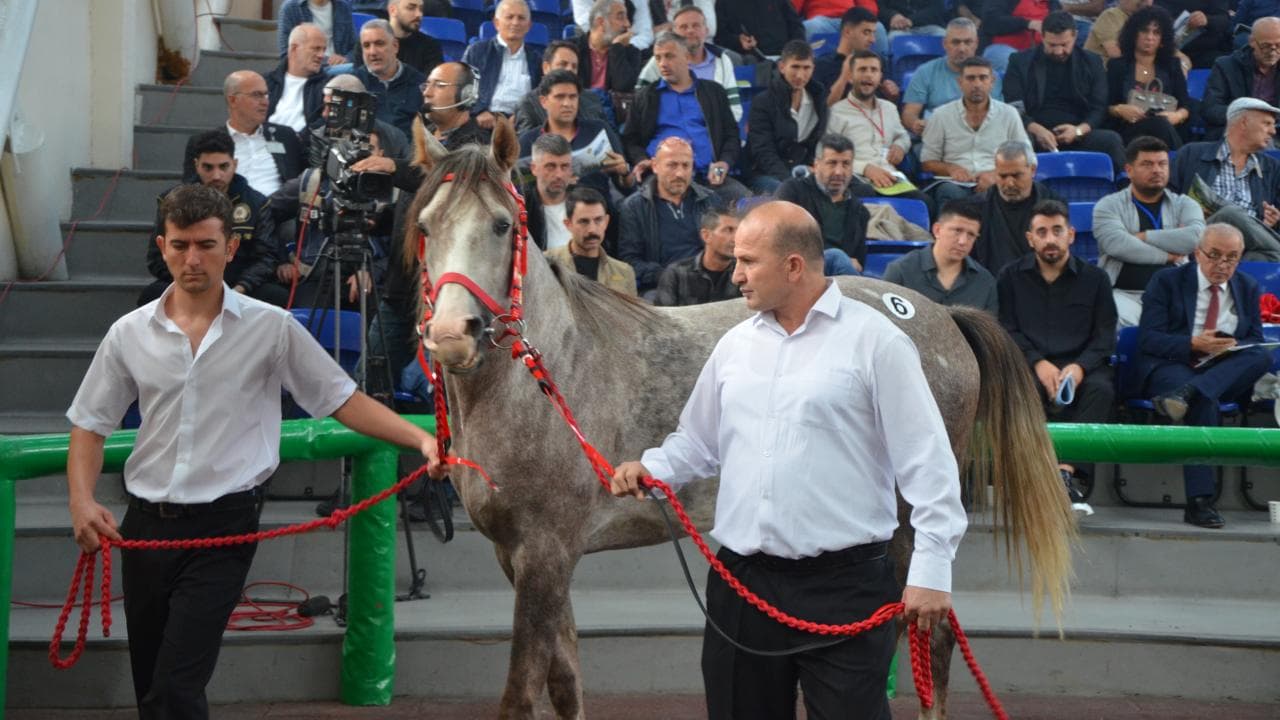 TİGEM, 17 safkan Arap koşu tayını elektronik ihaleyle satacak