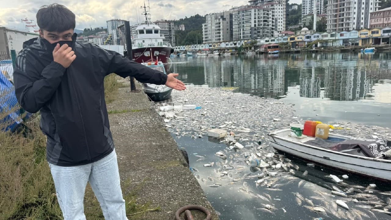 Rize Pazar’da limana dökülen ölü palamutlar tepki çekti