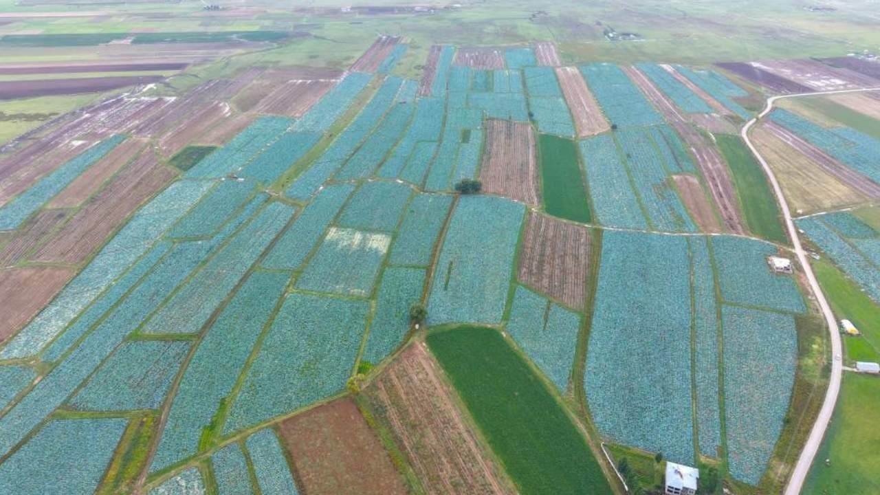 Muş’ta 4 bin dekarda lahana hasadı başladı: Ürünler büyükşehirlere gönderiliyor
