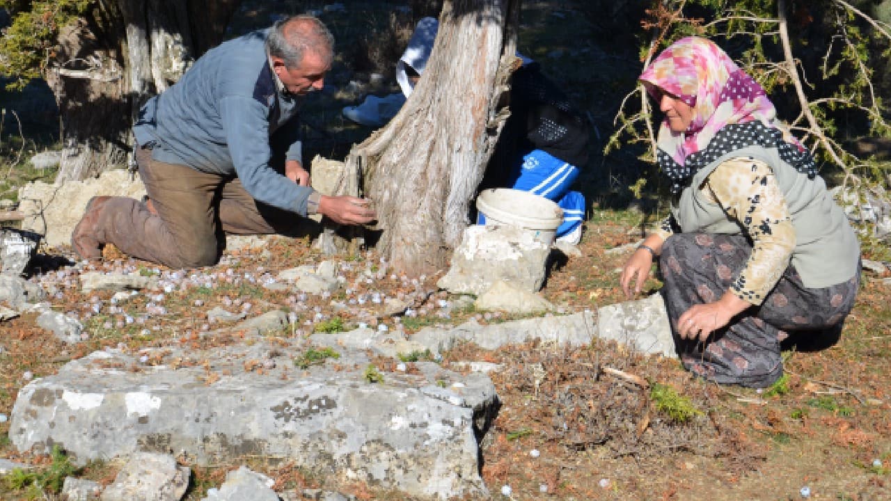Akseki’de andız pekmezi üretimi başladı: Kilogramı 500 lira