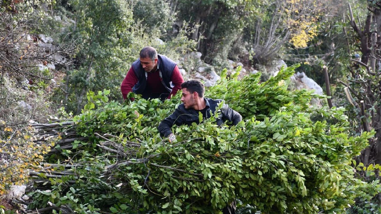 Kilosu 3 liradan 10 bin liraya çıkıyor: Dağların 'yeşil altını' yeni gelir kapısı