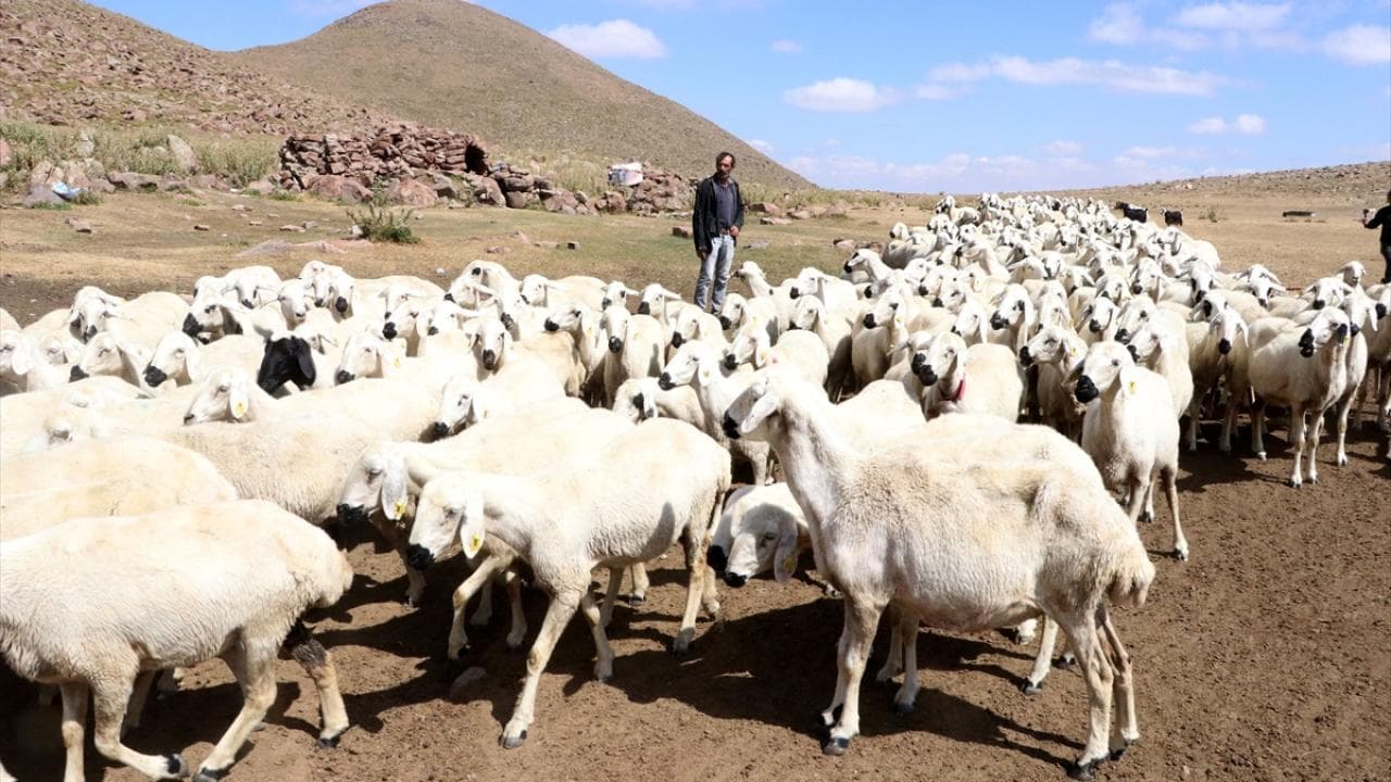 Türkiye, 2025'te büyükbaş ve küçükbaş hayvan varlığında AB'yi geçti